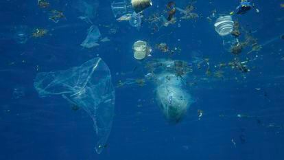 Plásticos y otros desechos en el Mar Rojo.