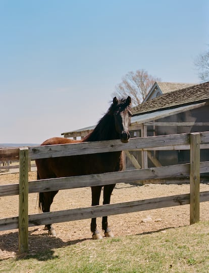 Caballos, gallinas, ovejas… Algunos de los animales que viven en esta granja estaban ya allí en los años de juventud de Arnhold.