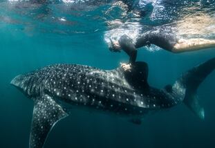 Brad Norman etiqueta a un tiburón ballena el la costa oeste de Australia. De esa manera el comportamiento del animal puede ser monitorizado.