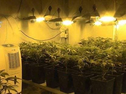 Una plantación de marihuana en Mallorca en uno de los domicilios registrado por la Guardia Civil este viernes.