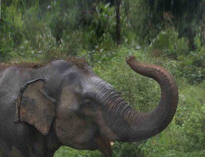 Se pueden elefantes en las carreteras y campos de cultivo de Sri Lanka.