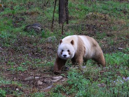No hay un censo, pero se cree que quedan apenas un centenar de pandas marrones en las montañas Qinling. En la imagen, Qizai, un macho y el único que vive en cautividad.