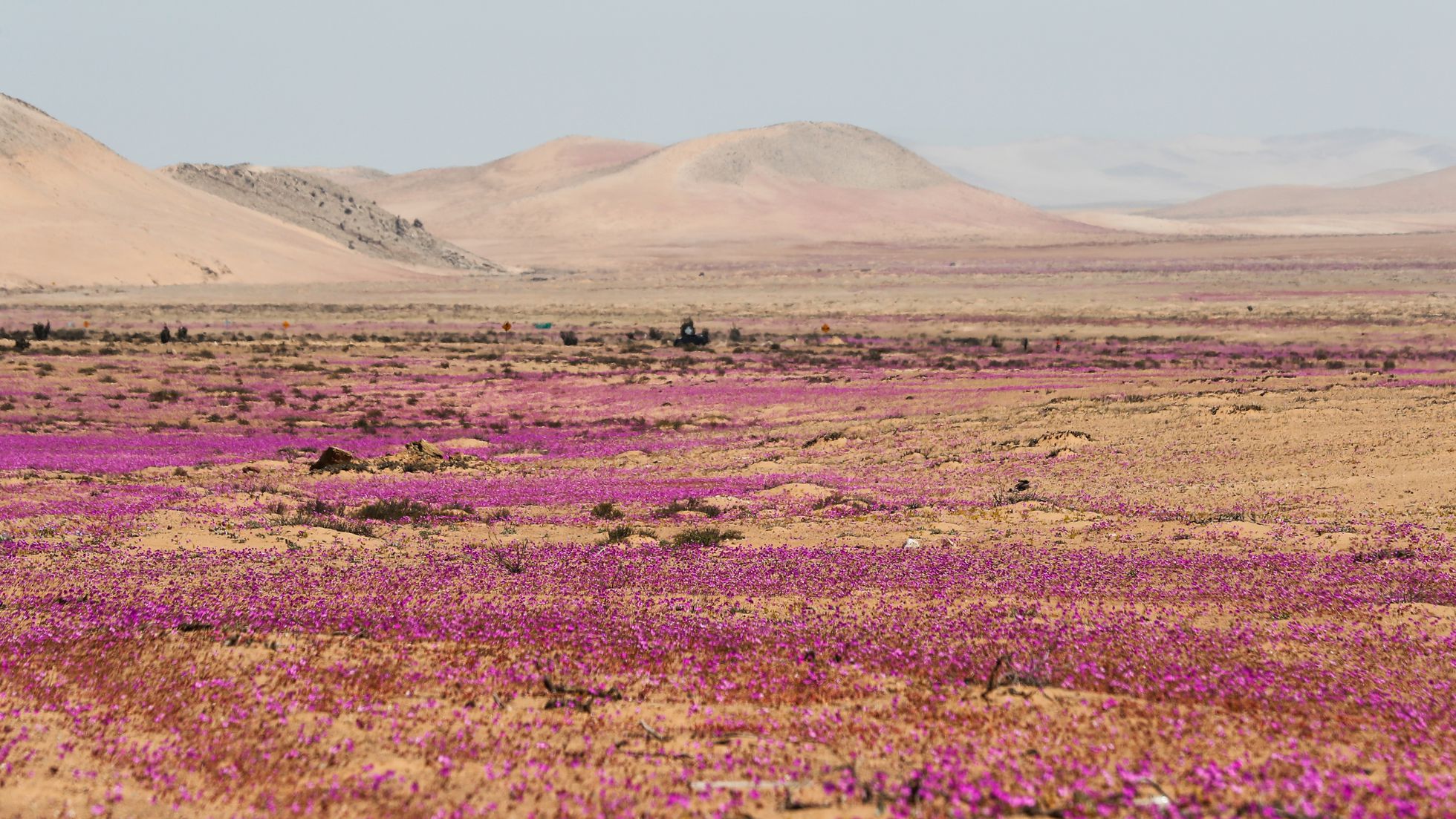 Desierto florido, un laboratorio para estudiar la resistencia de las  plantas a la escasez hídrica | Clima y Medio Ambiente | EL PAÍS