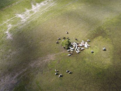 Vaqueros colombianos reúnen ganado en una planicie de Arauca, en diciembre de 2021.