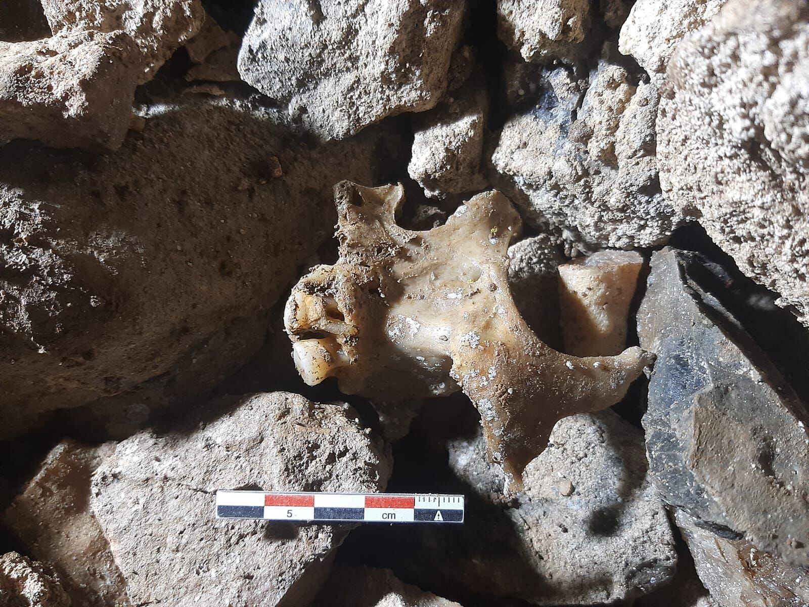Detalle de un hueso encontrado en la sima de ‘La Sobia’ en el concejo asturiano de Teverga.
