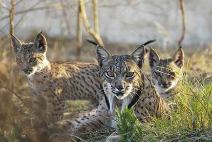 Ejemplares de lince ibérico nacidos en el centro de cría en cautividad El Acebuche, en Doñana (Huelva).