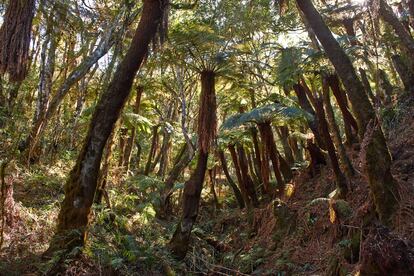 Árboles en el Parque Nacional de Amboro, en Samaipata, Bolivia.