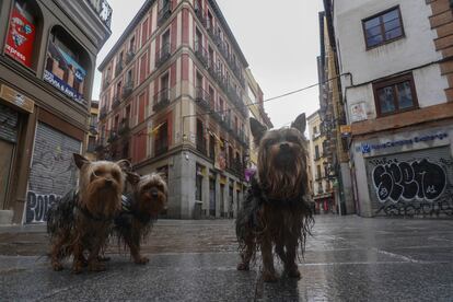 Perros paseando bajo la lluvia en la calle Postas, este Viernes Santo.