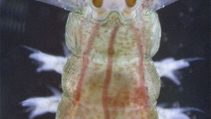 Larva de un gusano marino con ojos de dos células cada uno.