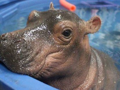 'Fiona', en una imagen tomada por el zoo de Cincinnati.
