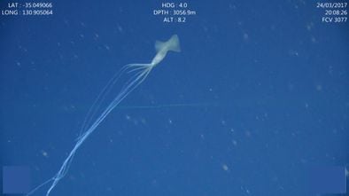 Un calamar aleta grande avistado en aguas australianas. En vídeo, filman a cinco ejemplares de calamares aleta grande en Australia. 