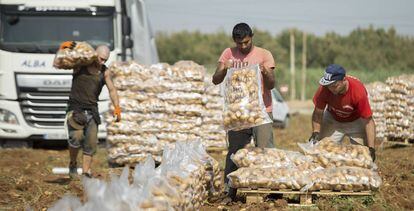 Recogida de patatas en una finca de la localidad sevillana de La Rinconada.