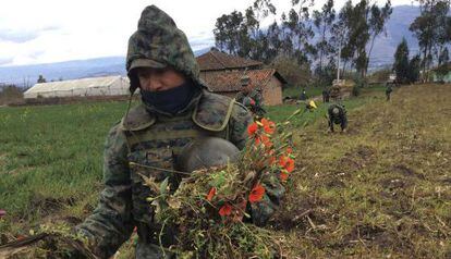 Militares en Ecuador destruyen un campo de amapola. 