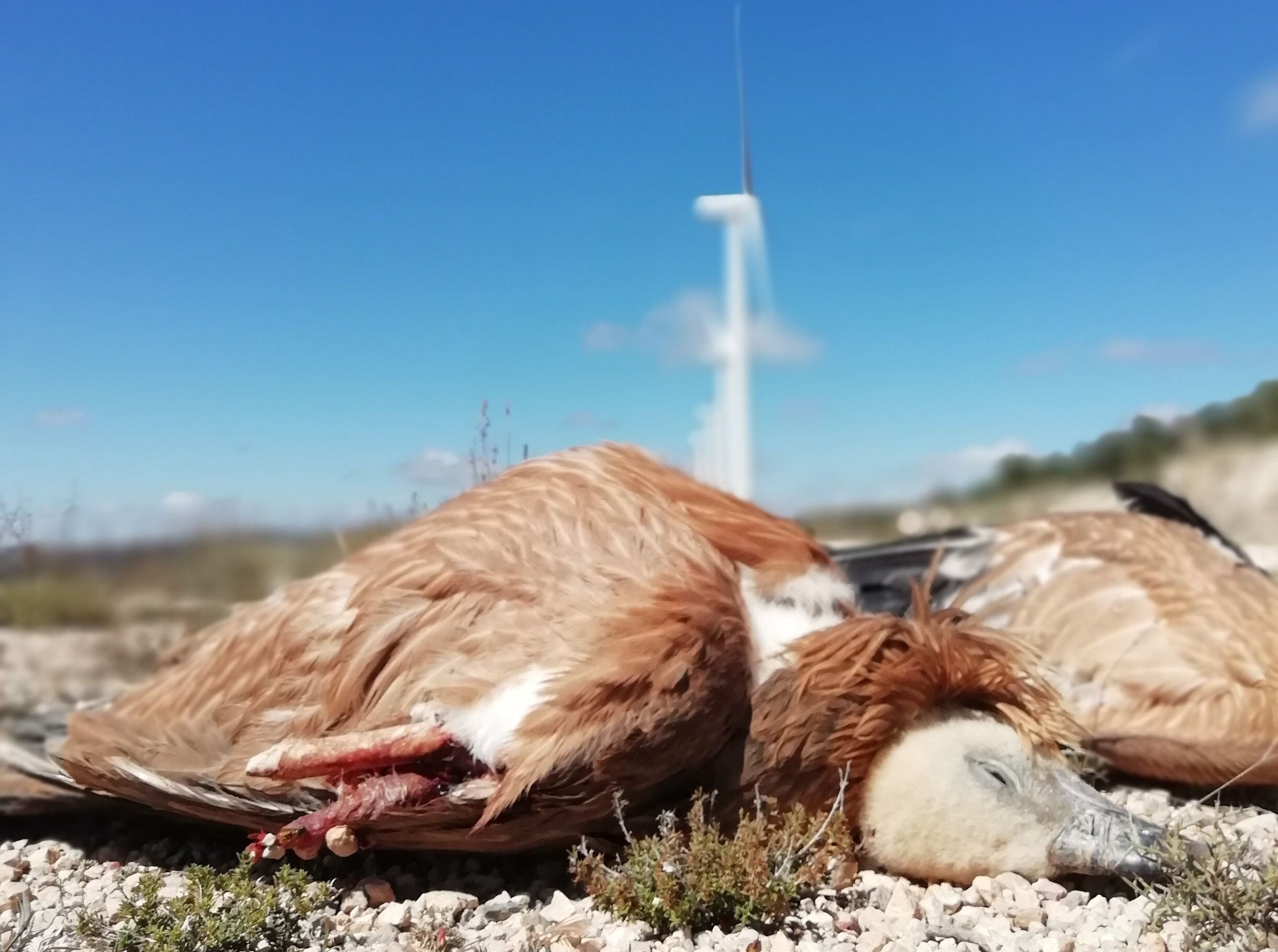 Aumentan las muertes de aves por colisiones en parques eólicos: casi 9.000 en tres años