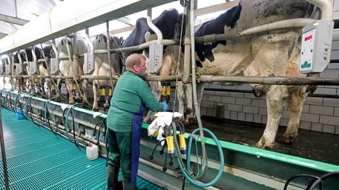 Un ganadero alemán ordeña las vacas de su granja.