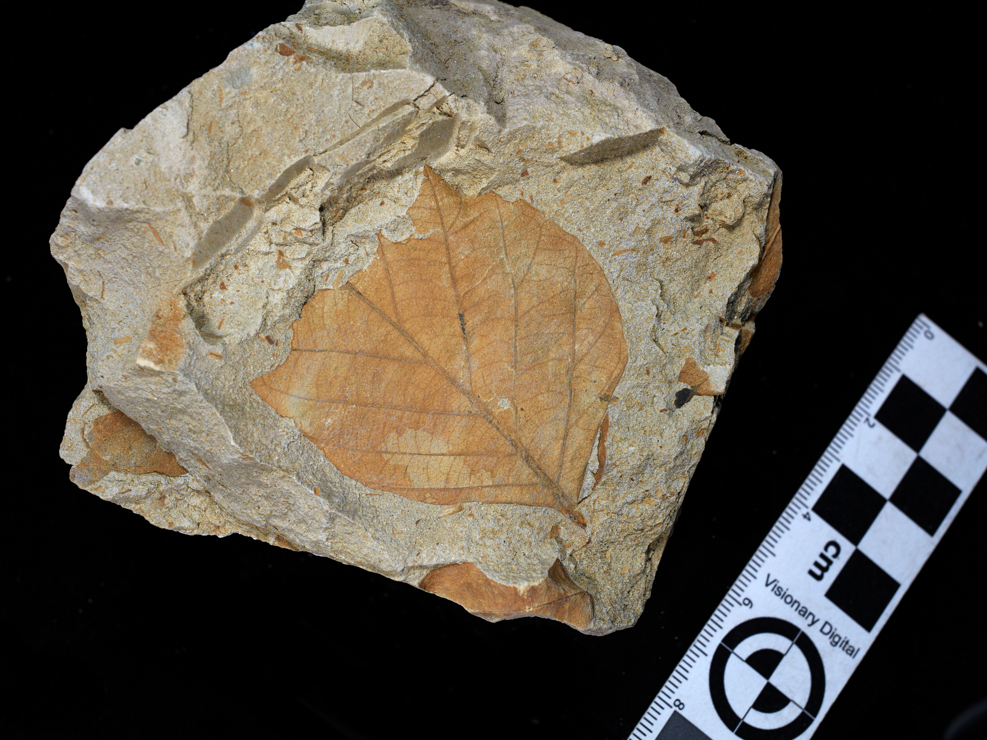 El meteorito que extinguió a los dinosaurios dio origen a los bosques  tropicales modernos | Ciencia | EL PAÍS