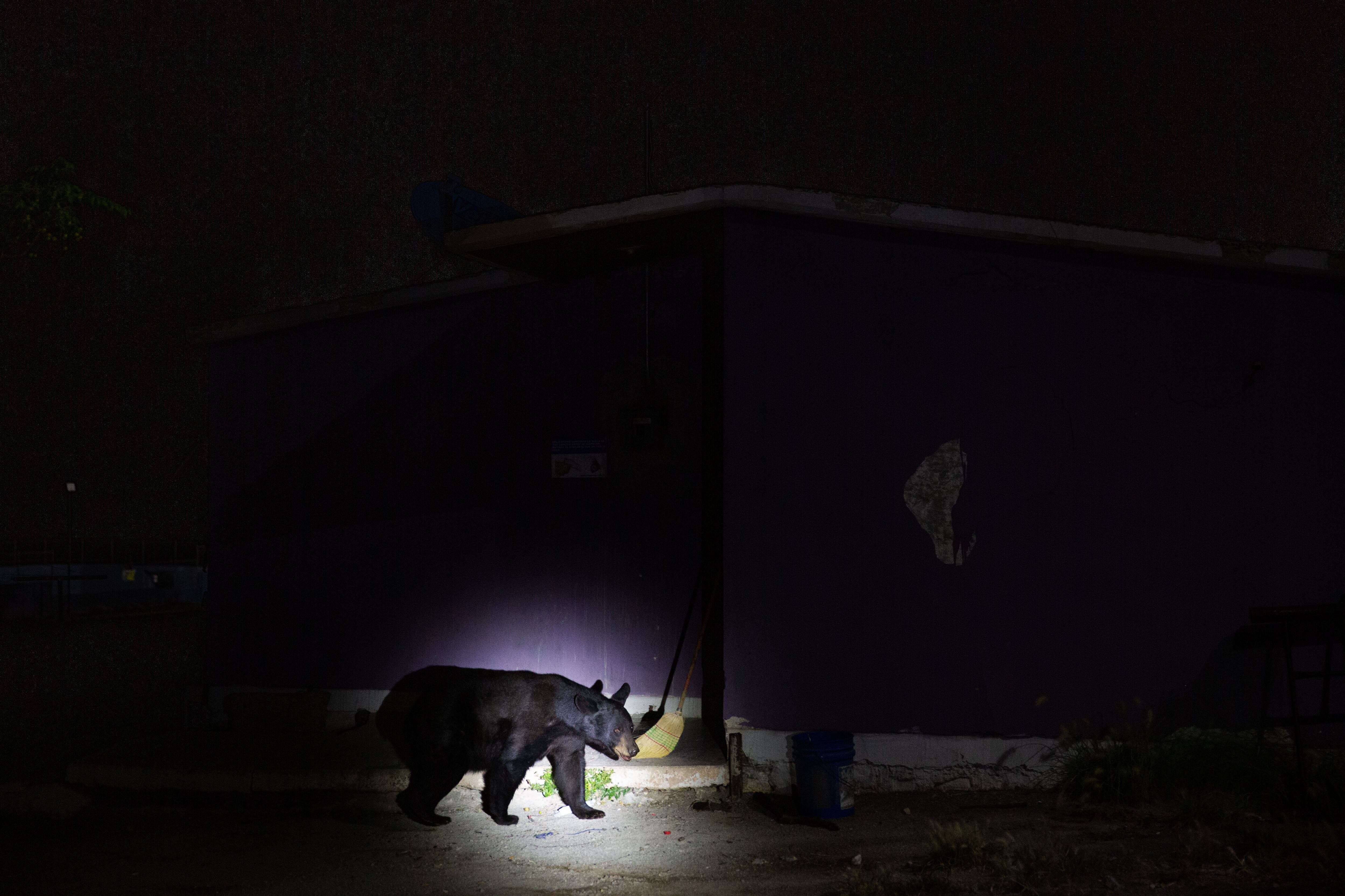 Un oso negro mexicano camina por las calles del ejido Tenochtitlan en el Estado de Coahuila.  