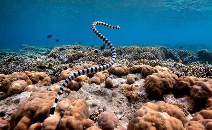 Vista de una serpiente marina venenosa en los alrededores de la isla Bunaken, en Indonesia.