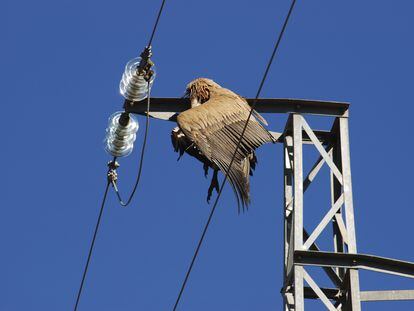 Un buitre leonado electrocutado en un tendido eléctrico.