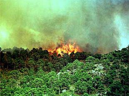 Los pinares del parque natural de Cazorla ardían ayer por un incendio supuestamente intencionado.