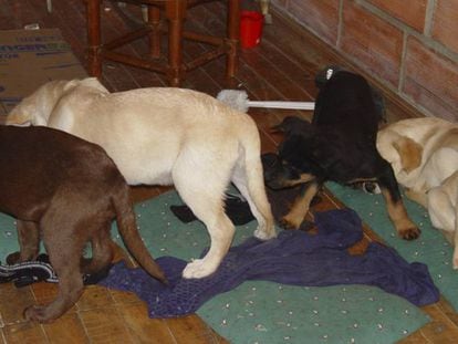 Foto facilitada este 1 de mayo por la fiscalía de Nueva York de cachorros de perro que fueron hallados con heroína dentro.