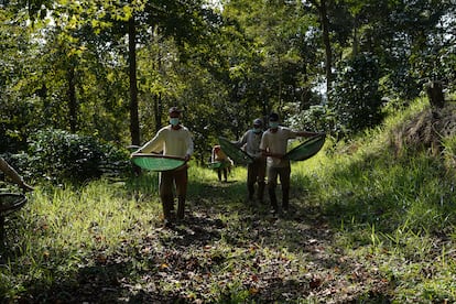 Productores recogen semillas de café en Brasil.