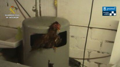 Un gallo recuperado en la redada en San Fernando de Henares
