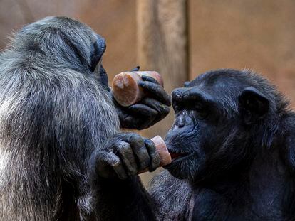 Dos chimpancés comiendo helado