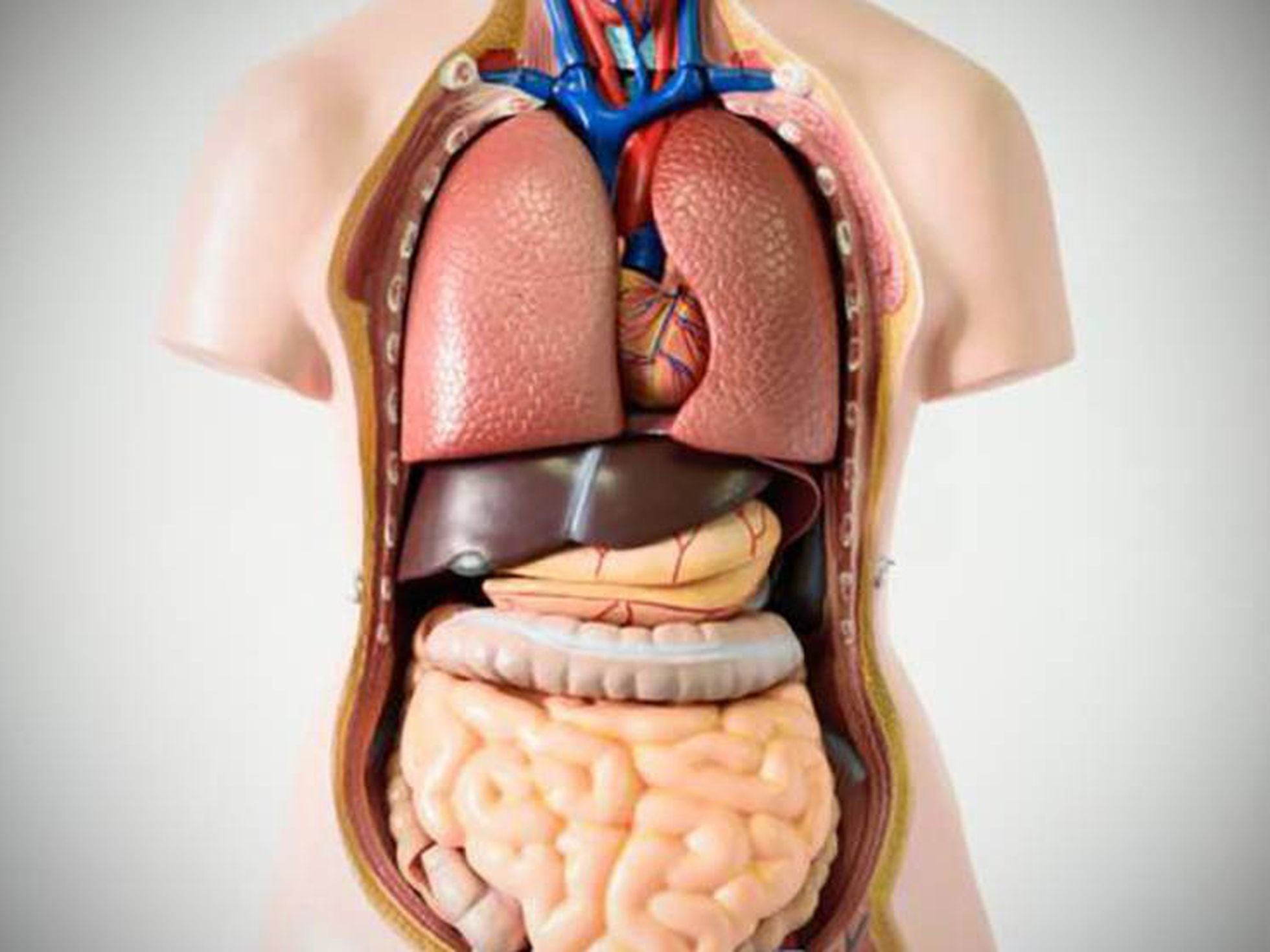 cuerpo humano los organos