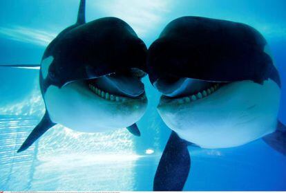 Orcas en el Loro Parque, en Tenerife.