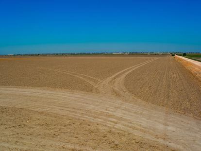 Una parcela seca donde antes se cultivaba algodón, en Las Marismas del Guadalquivir, una de las comarcas más golpeadas por la falta de agua, a mediados de julio.