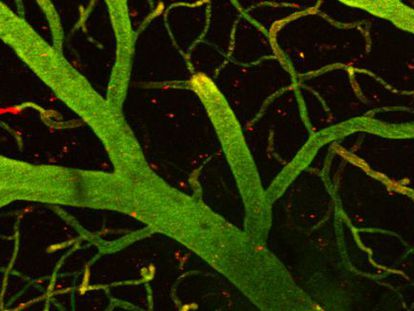 Detalle de cerebro de ratón. En verde, capilares que forman parte de la barrera hematoencefálica y, en rojo, las moléculas que unidas a la lanzadera del IRB Barcelona han conseguido traspasar la barrera y llegar al cerebro.