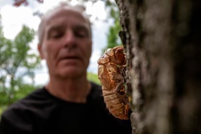 O entomologista Michael Raupp, em frente a uma cigarra na Universidade de Maryland.