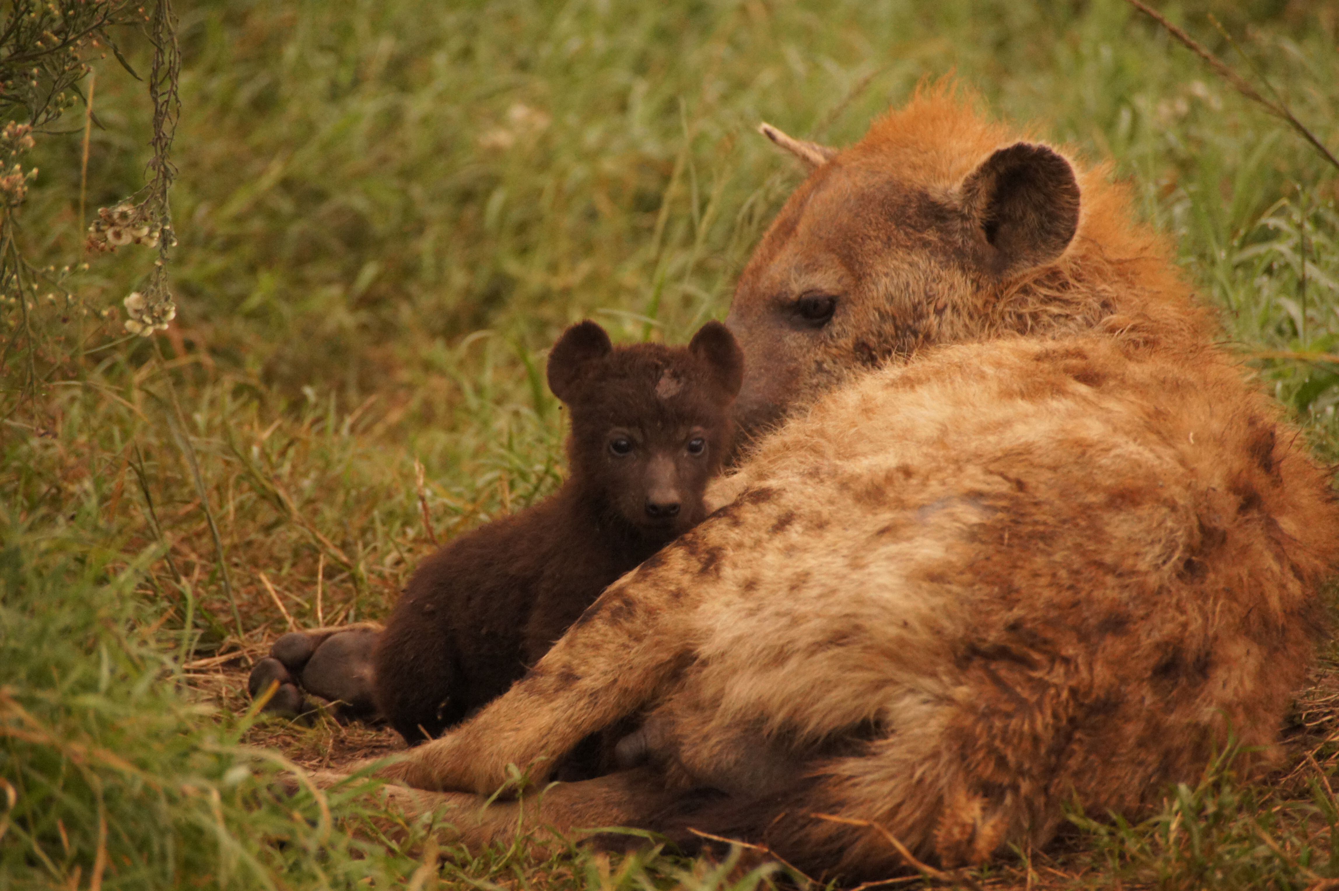 La hiena 'Waffles' con una de sus crías, fotografiada en 2021.
