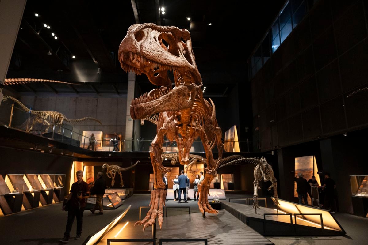 El dinosaurio más grande del mundo, Patagotitán, hace pequeño CosmoCaixa | Cataluña | España