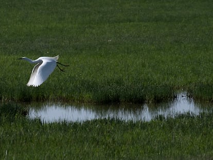 Un ave acuática en el Charco de la Boca, en Doñana, el pasado febrero.