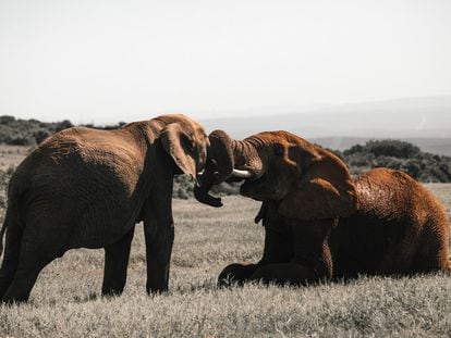 Dos elefantes interactuando en la sabana.