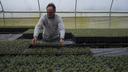 Invernadero con semilleros de plantas de pistacho de  Eurosemillas en 
 Brenes (Sevilla). 