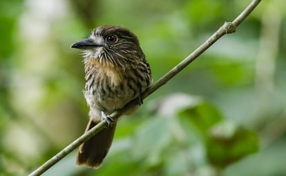 Un pájaro buco, que se alimenta de grandes insectos, arañas, y pequeñas ranas y lagartos. Para cazar, se queda inmóvil hasta ver su oportunidad y lanzarse sobre su presa,
a las que golpea antes de consumir.