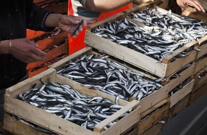 Para conocer la Elba más auténtica conviene bajar al puerto en Portoferraio y regatear con los pescadores el precio de las sardinas y los boquerones.