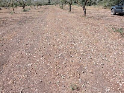 Almendras caídas en un campo de Valencia el pasado 13 de septiembre tras una tormenta.