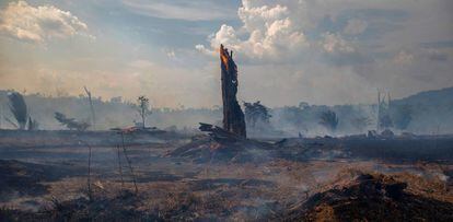 Un bosque quemada en el Amazonas.