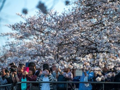 Visitantes hacen fotografías a los cerezos en flor en el foso Chidorigafuchi en Tokio (Japón), el domingo.