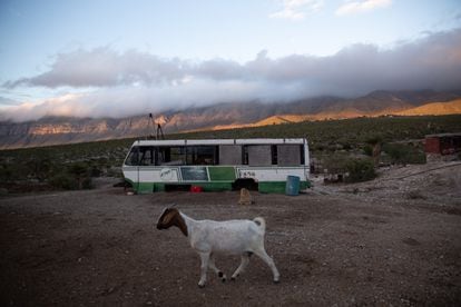 A goat walks through the Tacho grounds. 