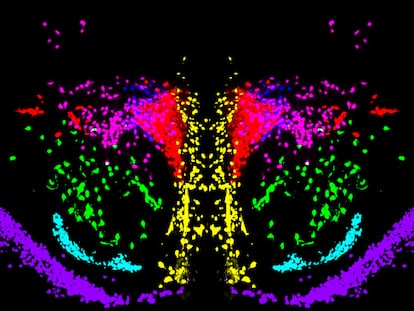 Reconstrucción tridimensional de las neuronas de oxitocina (en verde) y vasopresina (en rojo) en el hipotalamo.