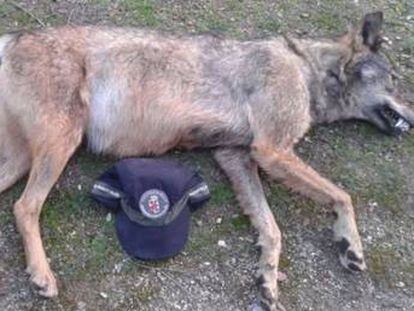 Lobo hallado muerto en Manzanares el Real en 2015.