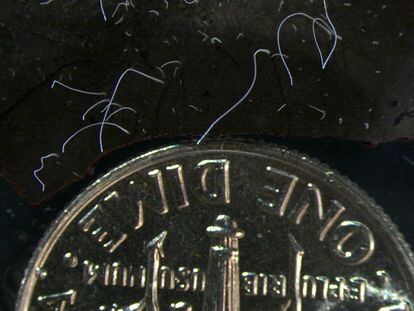 Bacterias de la especie 'Thiomargarita magnifica', con una moneda de 10 centavos de dólar.
