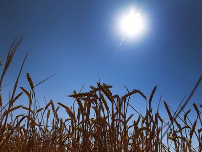 El campo de trigo de la ingeniera agrícola, Carolina Ramos, en Lerma, el pasado 18 de julio. Durante la segunda ola de calor las temperaturas llegaron a los 37°C en la zona.