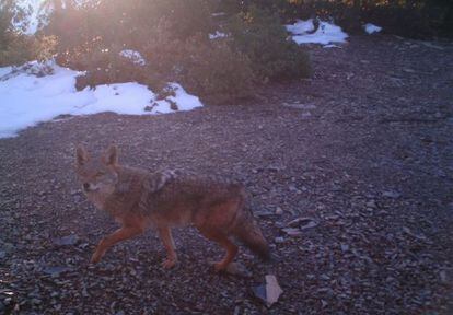 Las cámaras trampa captaron este lobo en el Atals en septiembre de 2012, según Vicente Urios, de la Universidad de Alicante.