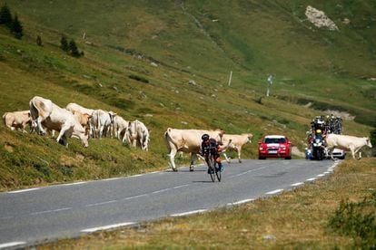 Warren Barguil desciende el Tourmalet, dejando a su españda un rebaño de vacas que cruzaban la carretera